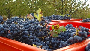 Langhe: bunches of grapes harvested